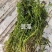 苦草沉水植物水生植物河道治理工程水生态修复