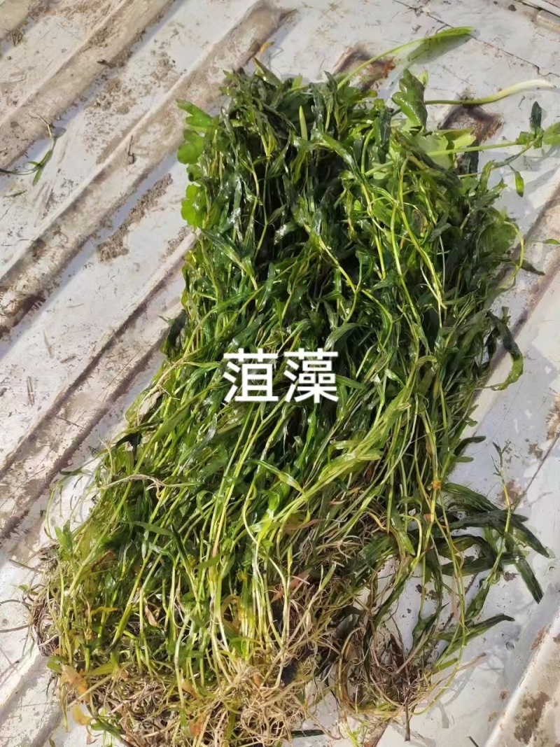 苦草沉水植物水生植物河道治理工程水生态修复
