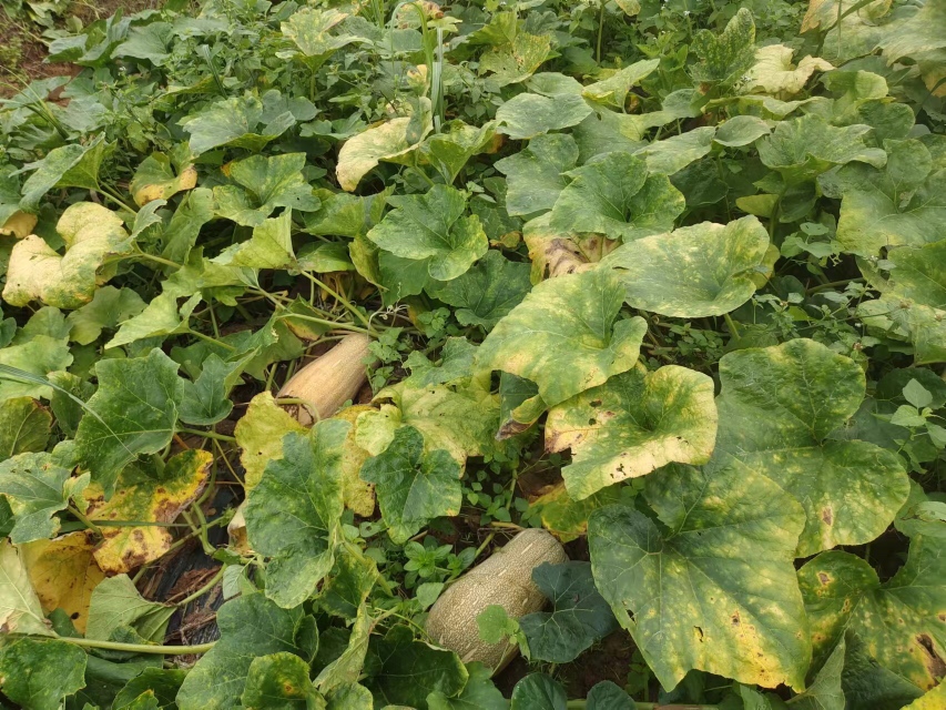 一片开阔农田中,蜜本南瓜植株沿地面蔓延生长,绿色藤蔓粗壮,叶片宽大呈五角星形,部分藤上已出现初开的黄色雄花,土壤湿润,田埂整齐,阳光充足 蜜本南瓜伸蔓期田间生长实景