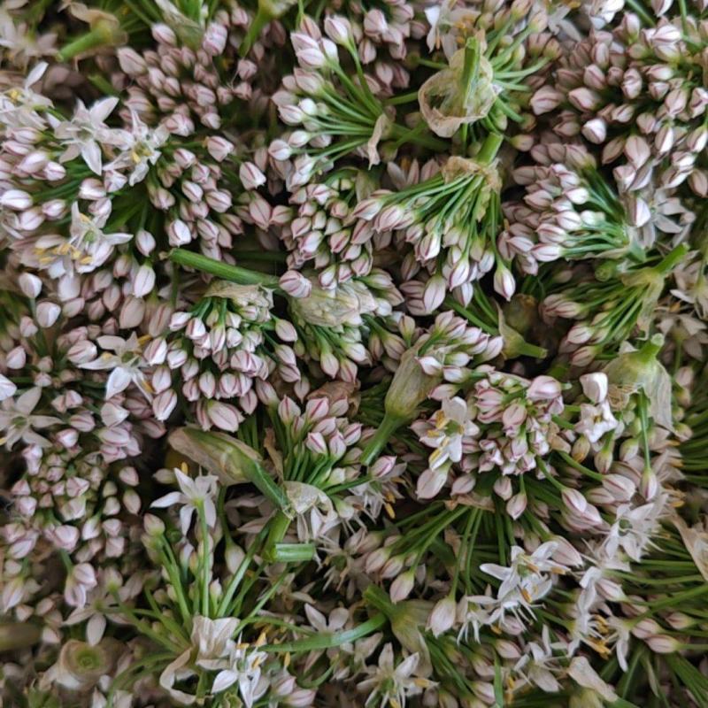 新鲜韭菜花供应电商，市场超时，加工厂全国可发