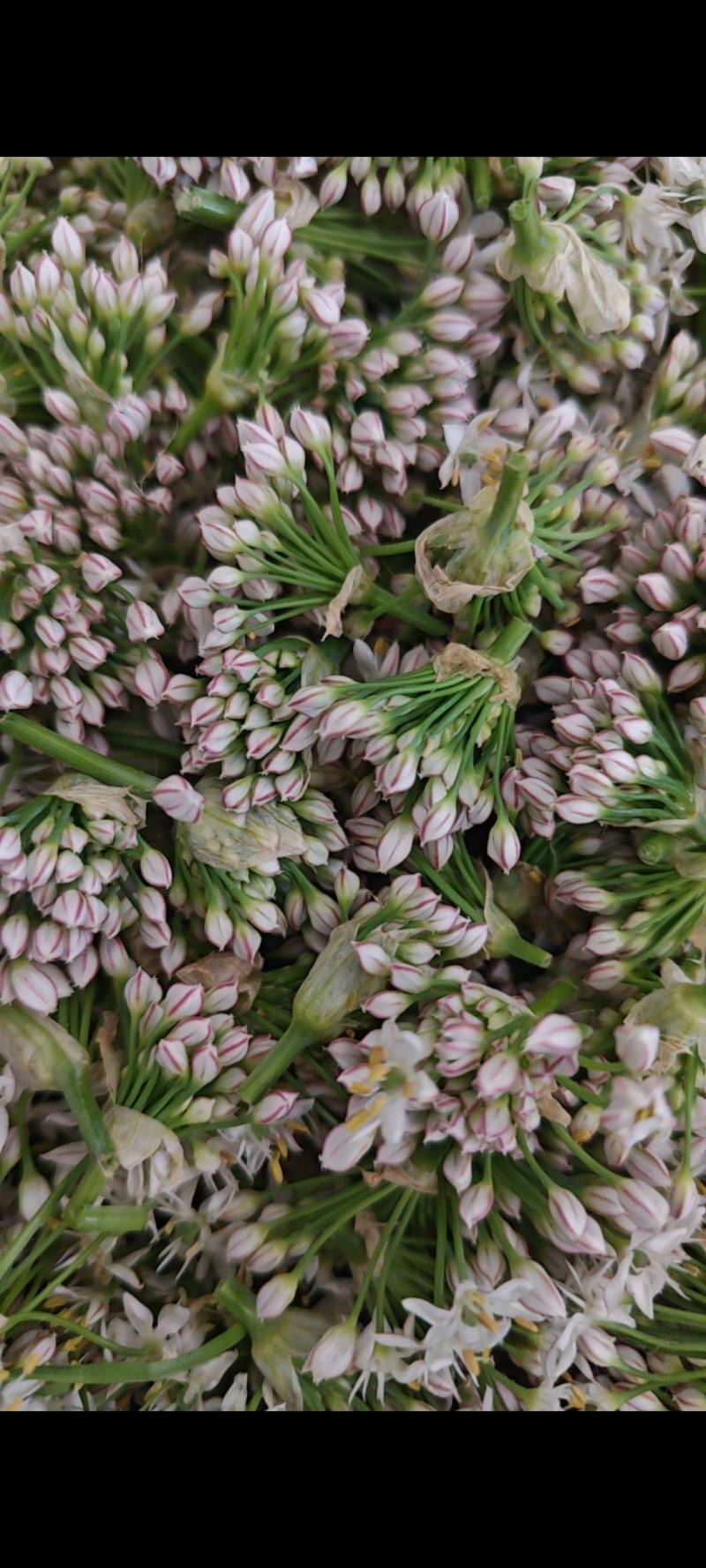 新鲜韭菜花供应电商，市场超时，加工厂全国可发