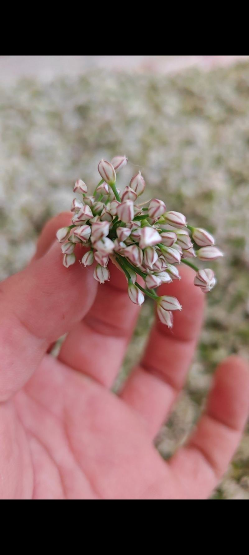 新鲜韭菜花供应电商，市场超时，加工厂全国可发