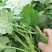 精品油菜苔板蓝甘青菜上市了，精品包装泡沫箱加冰