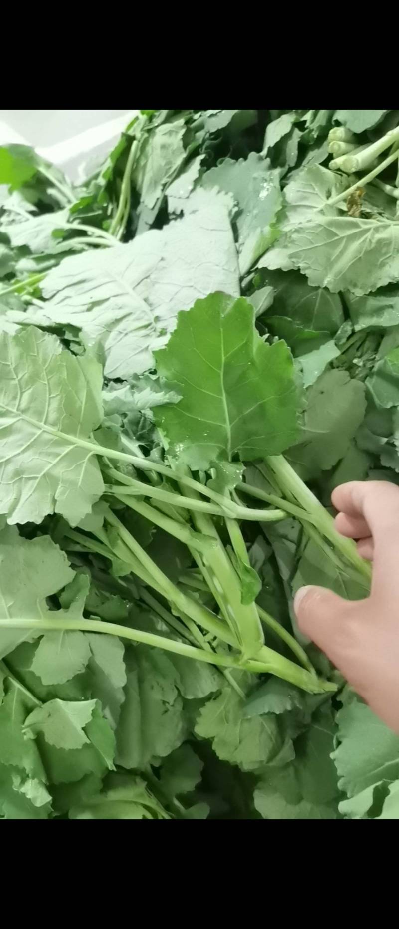 精品油菜苔板蓝甘青菜上市了，精品包装泡沫箱加冰