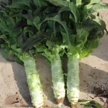兰州高原夏菜质量好颜色正