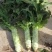 兰州高原夏菜质量好颜色正
