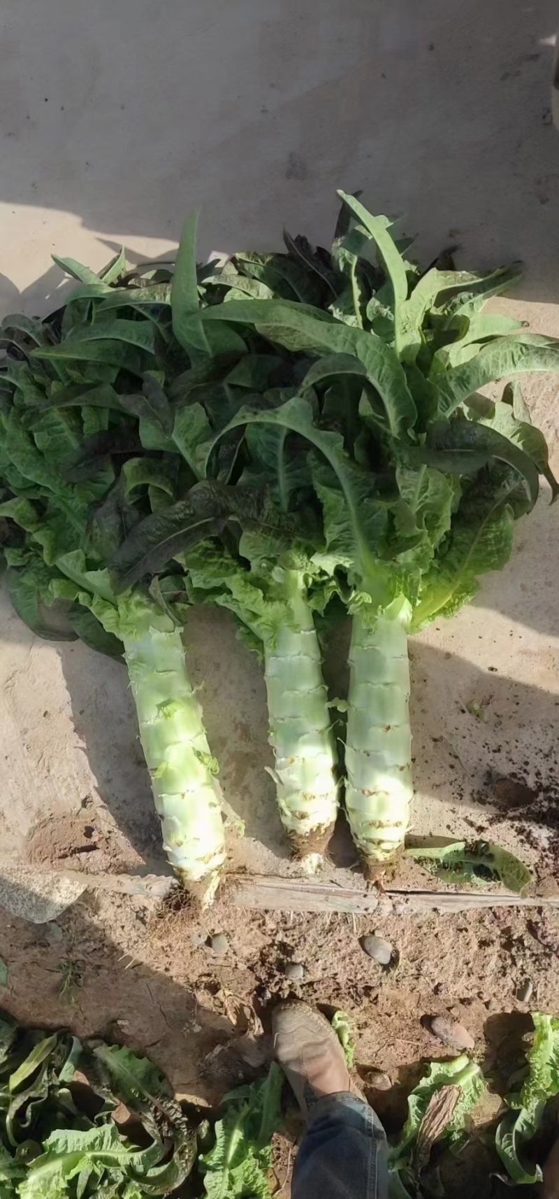 兰州高原夏菜质量好颜色正