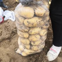 汉中沃土土豆，3量起步按需包装，实力供货，全国发货。