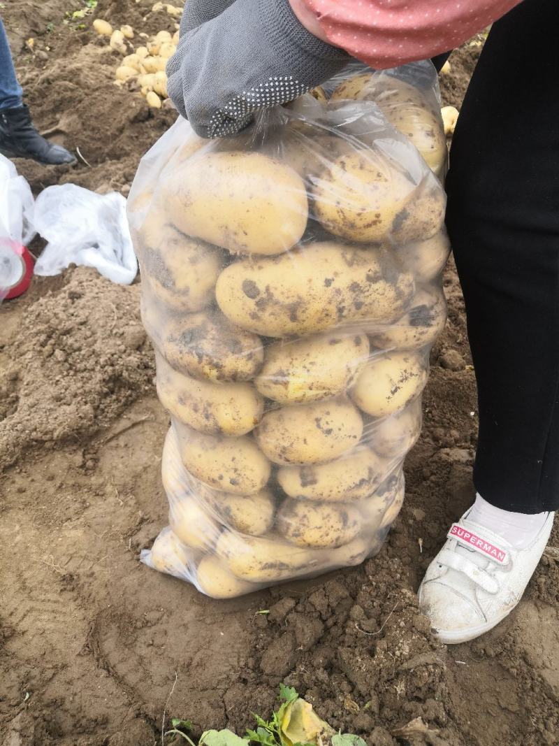 汉中沃土土豆，3量起步按需包装，实力供货，全国发货。
