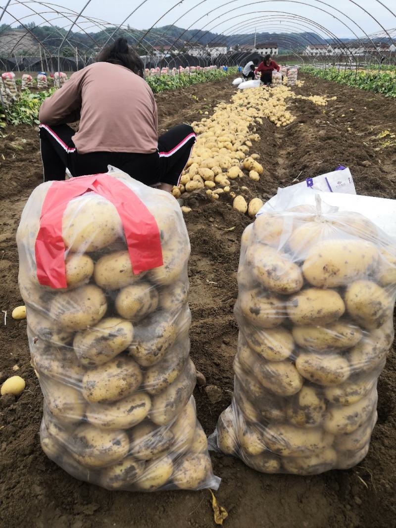 汉中沃土土豆，3量起步按需包装，实力供货，全国发货。