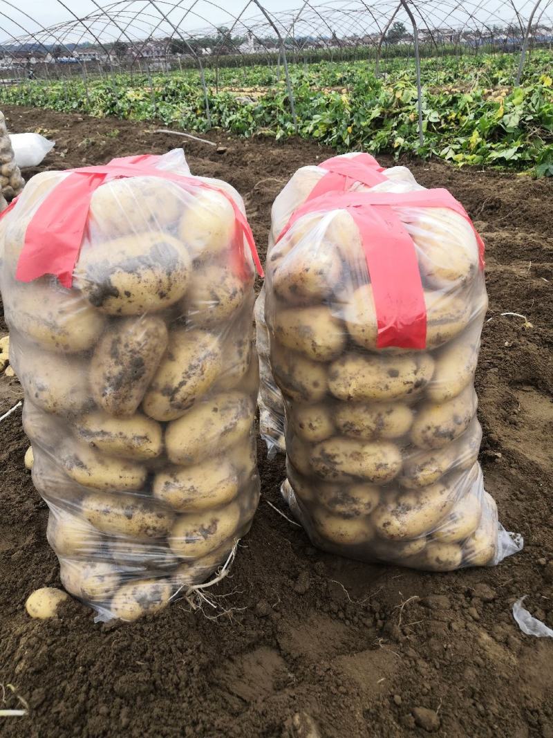 汉中沃土土豆，3量起步按需包装，实力供货，全国发货。