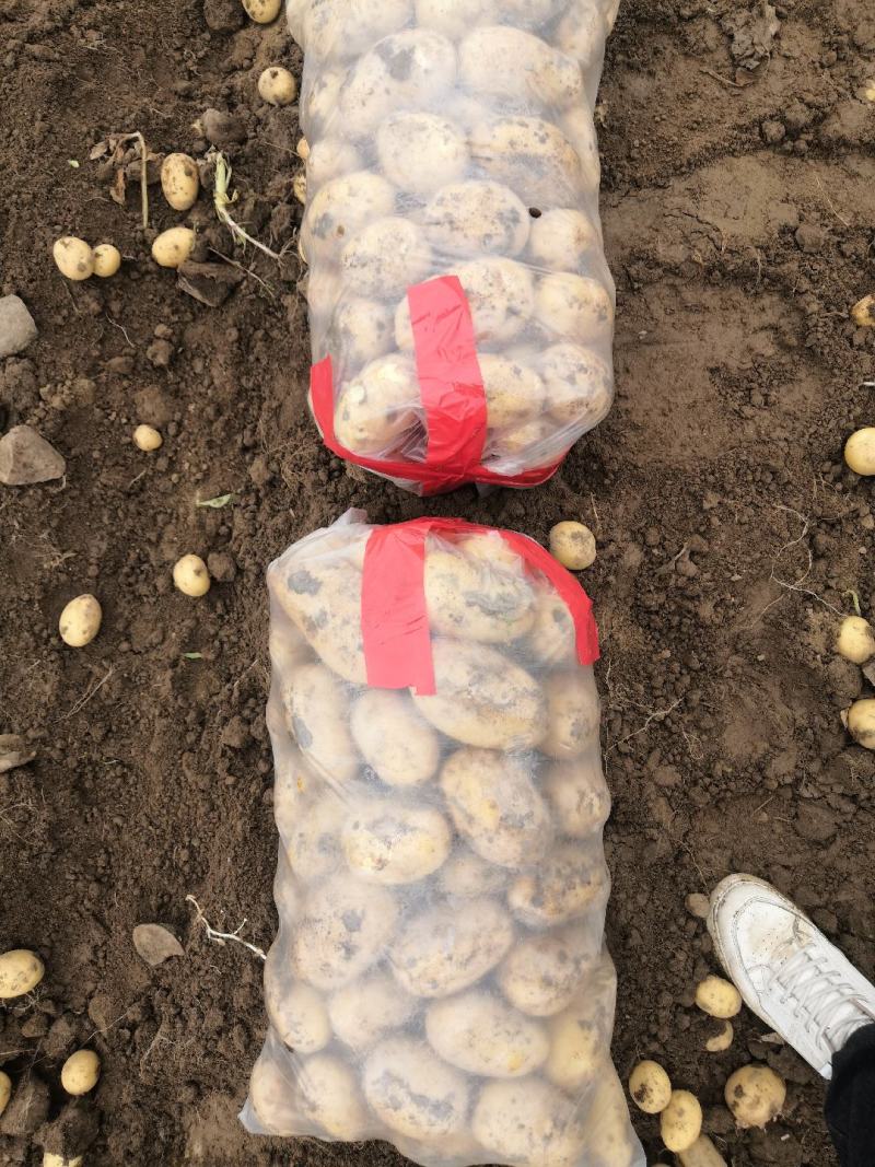汉中沃土土豆，3量起步按需包装，实力供货，全国发货。