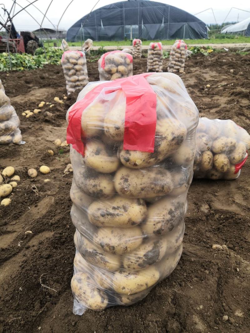 汉中沃土土豆，3量起步按需包装，实力供货，全国发货。