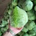 甘蓝包菜，质量好，价格优惠，无虫眼，大量现货
