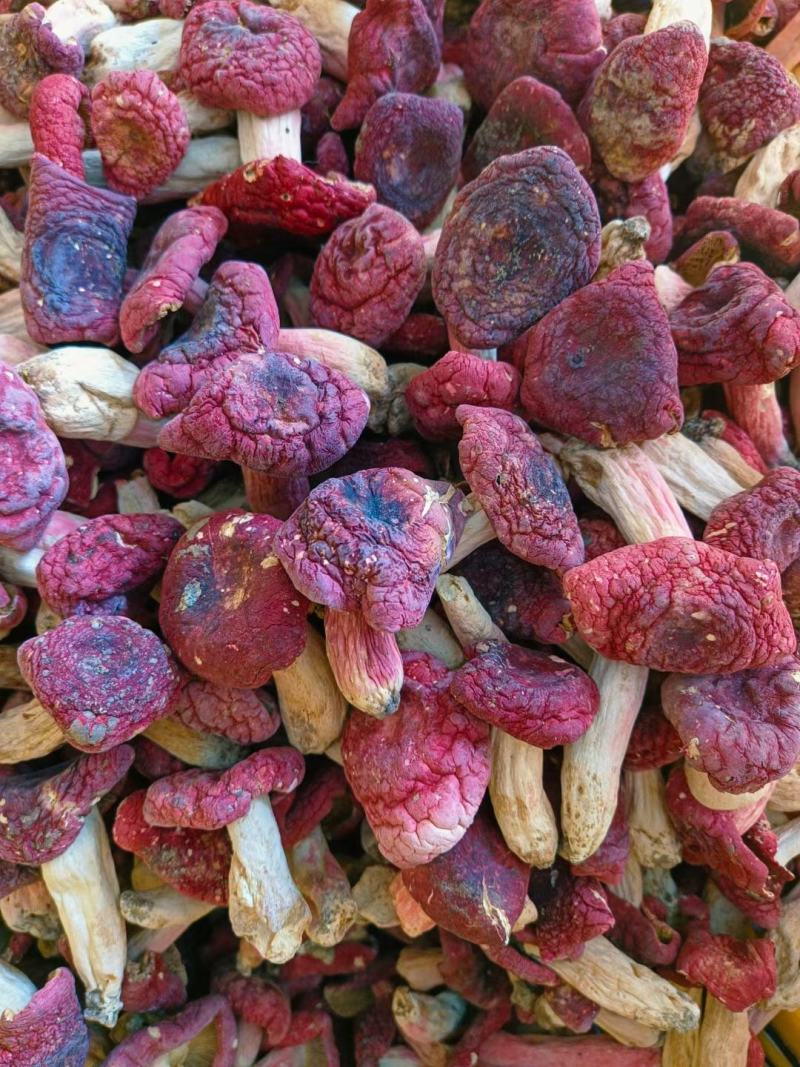 野生红菇，干品精选，产地直发，量大价优！