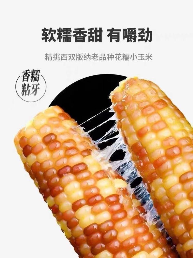 西双版纳傣糯玉米