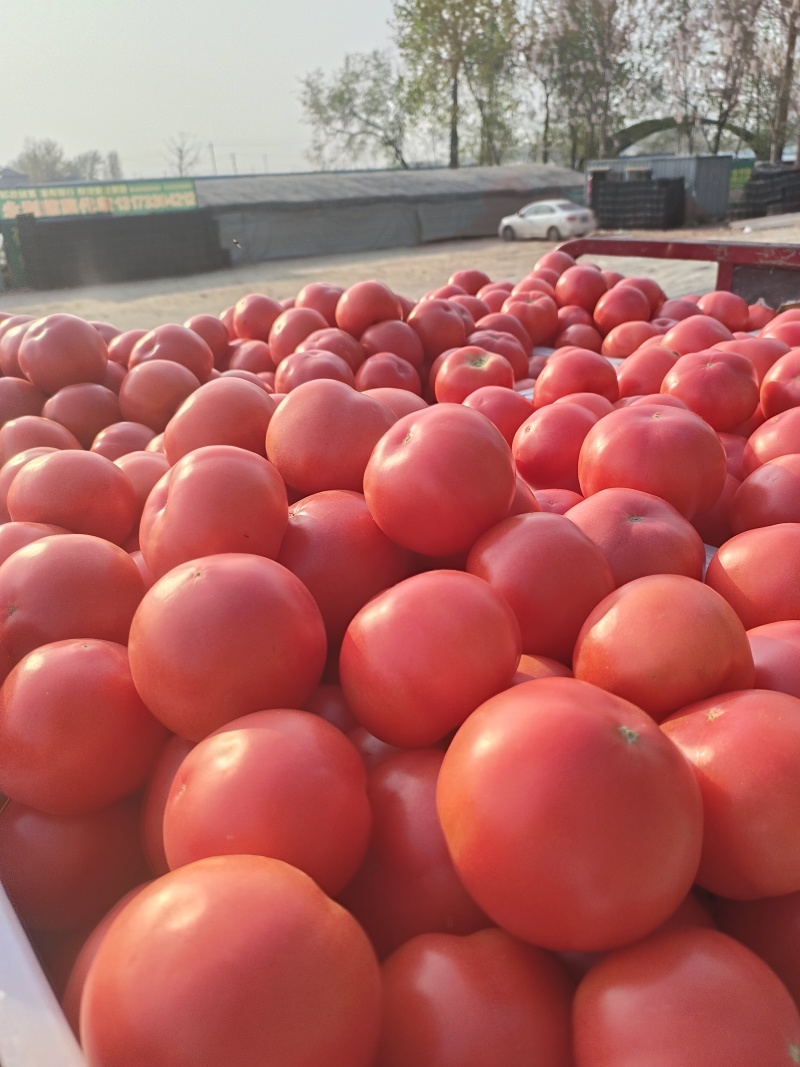 山东菏泽定陶黄店西红柿大量现货电商市场超市都有货，现货，