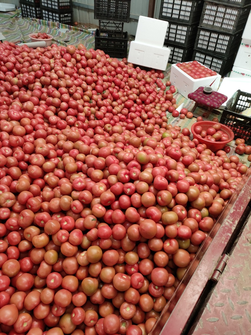 山东菏泽定陶黄店西红柿大量现货电商市场超市都有货，现货，