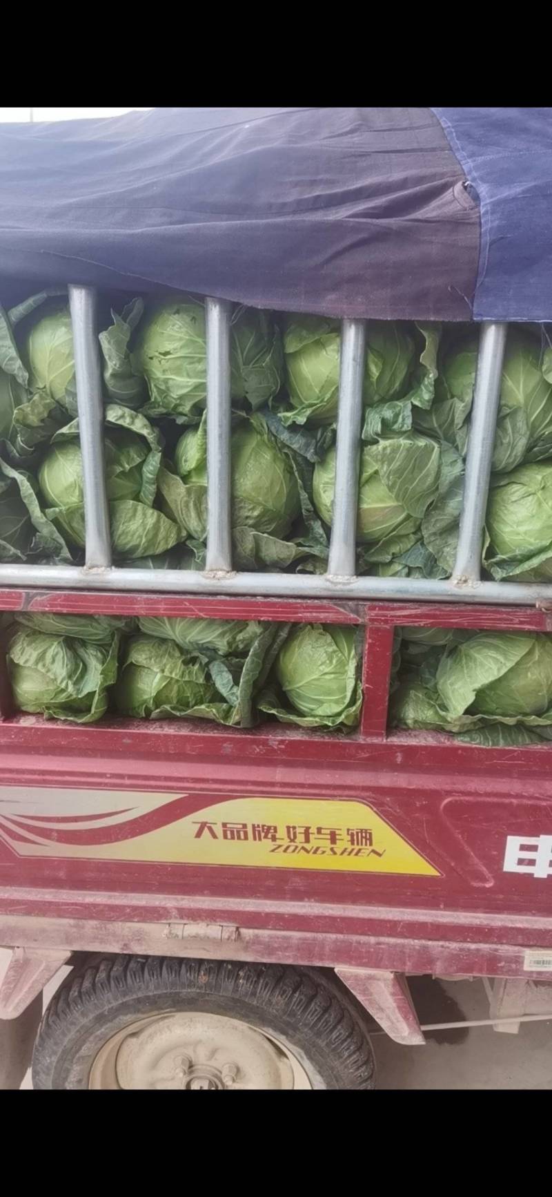 绿秀甘蓝品质保证基地直发诚信经营价格实惠