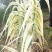 花叶芦竹【水旱两种，不择环境】园中和水边种上很美