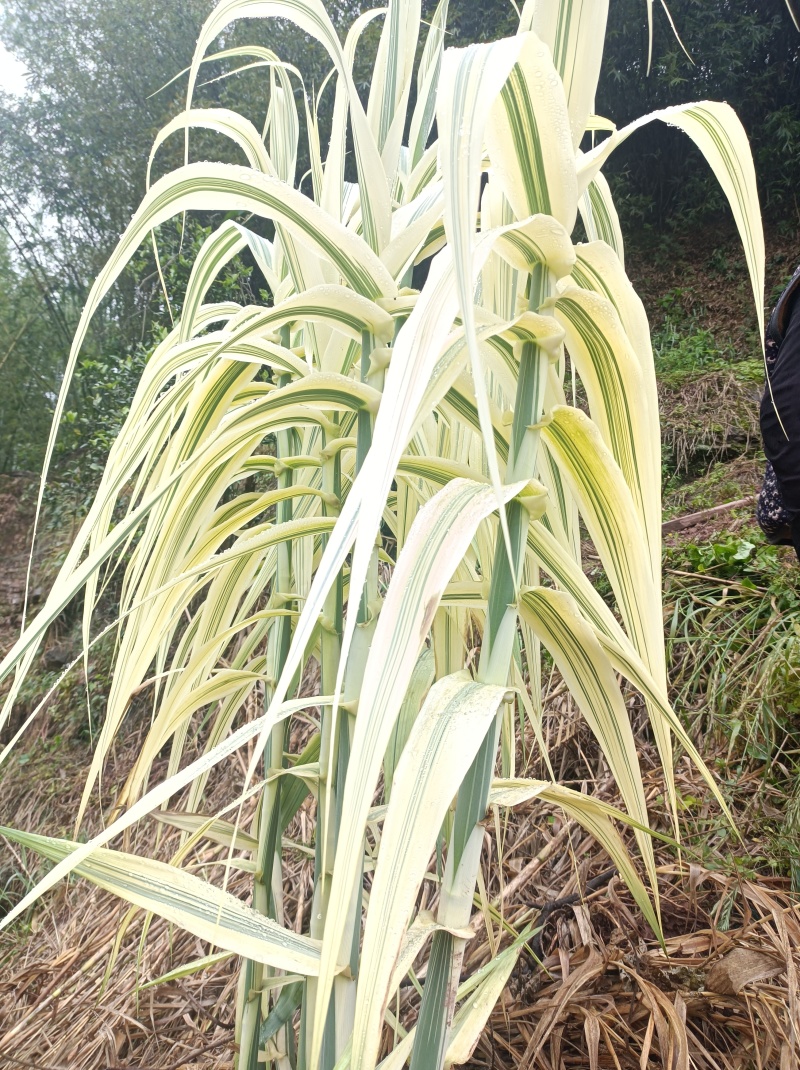 花叶芦竹【水旱两种，不择环境】园中和水边种上很美