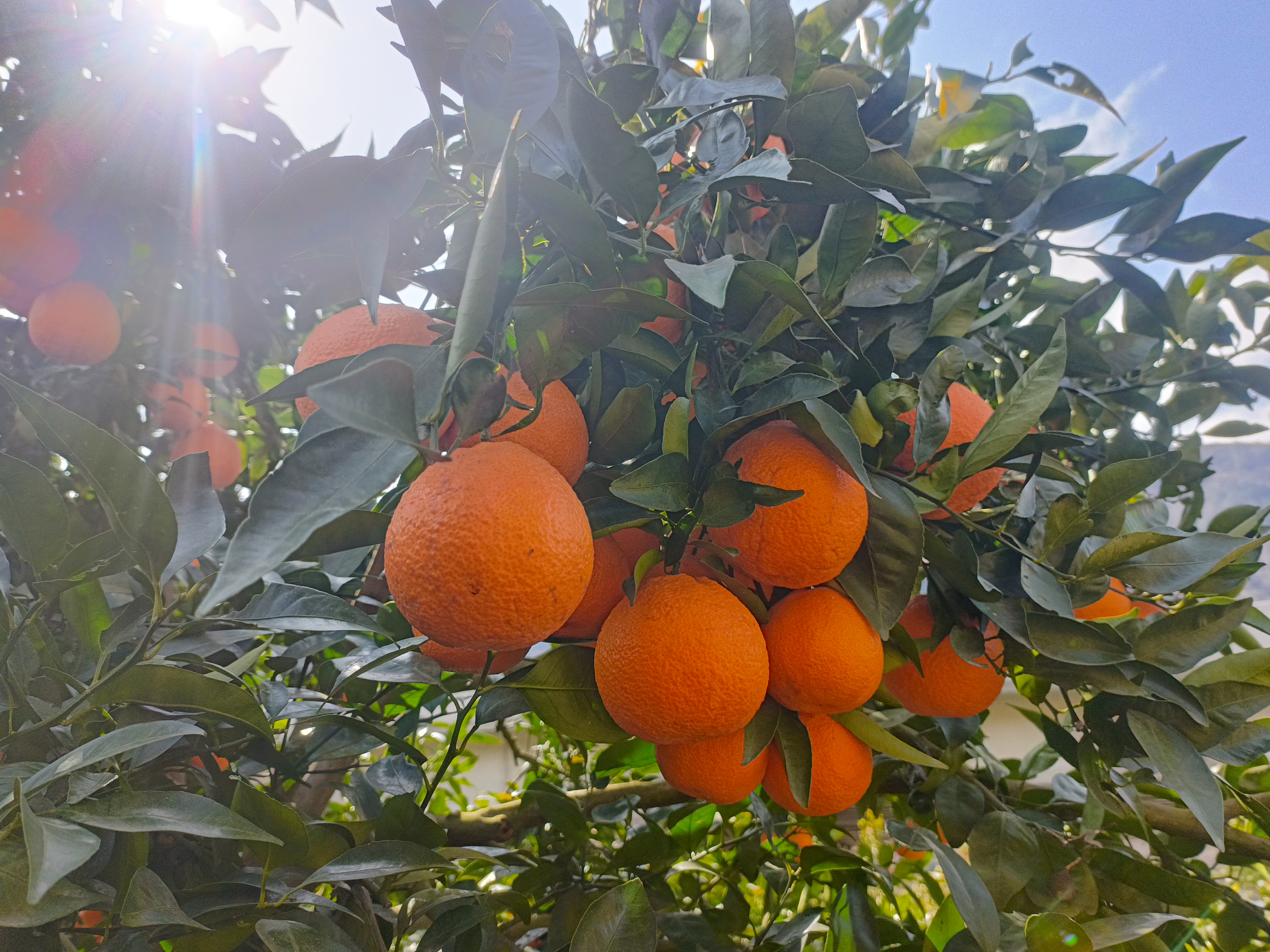 展示成熟黄果柑果实的高清图片,果皮金黄,果形饱满圆润 黄果柑果实特写