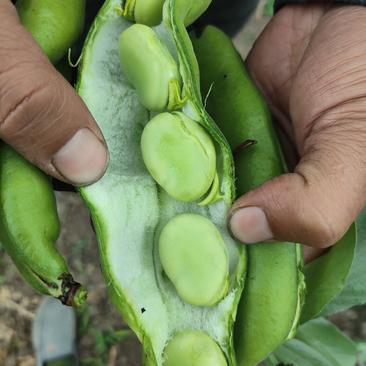 青海蚕豆，香蕉蚕豆七星豆，青蚕豆，白豆己大量上市几百亩，