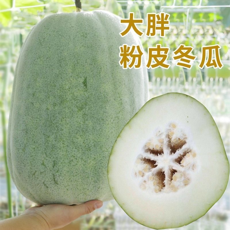 一串铃，大胖，粉宝冬瓜