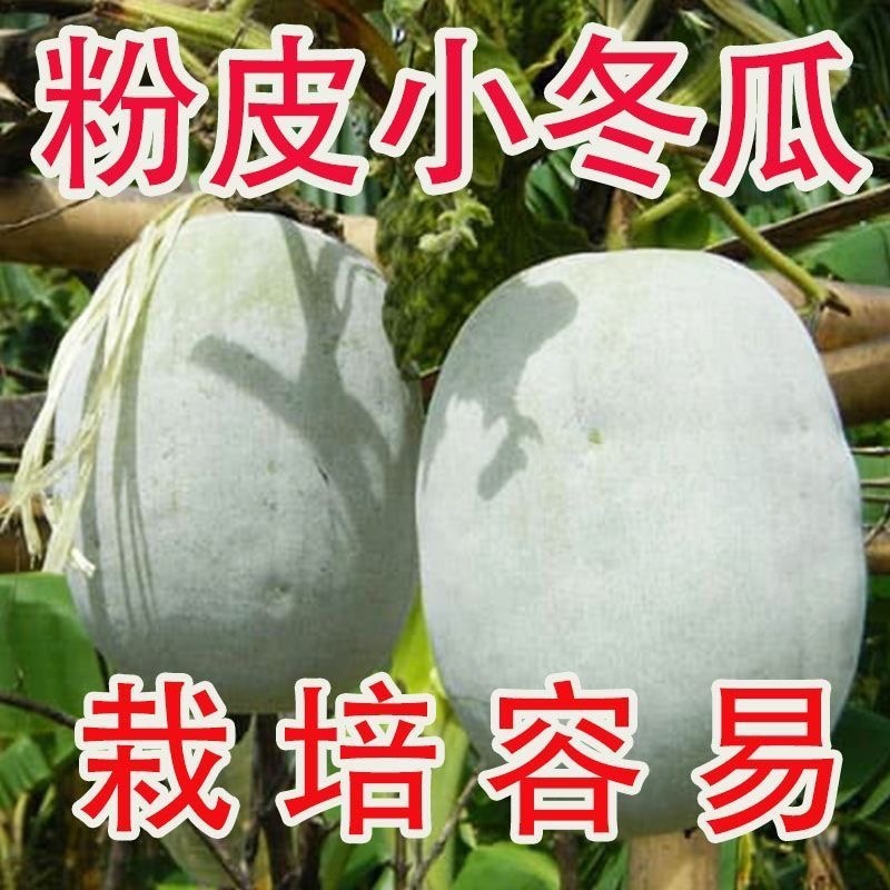 一串铃，大胖，粉宝冬瓜