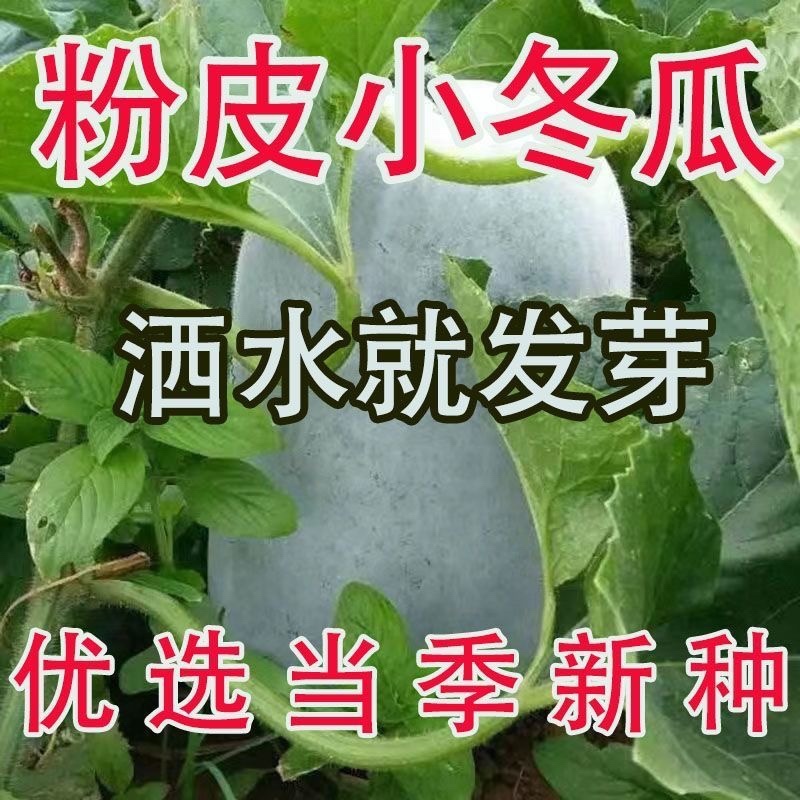 一串铃，大胖，粉宝冬瓜