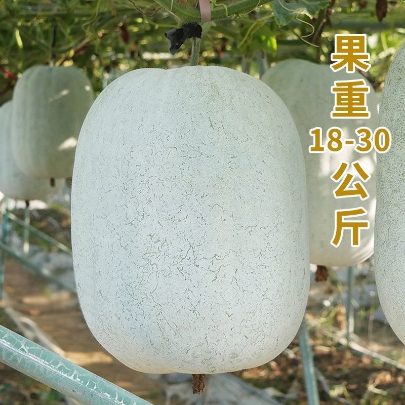 一串铃，大胖，粉宝冬瓜