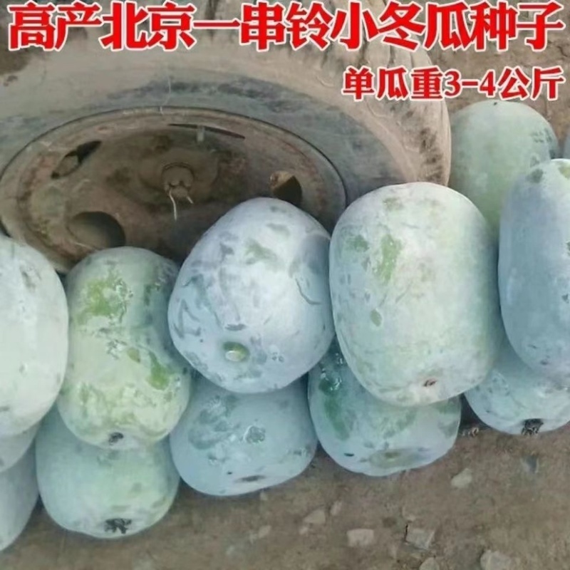 一串铃，大胖，粉宝冬瓜