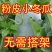 一串铃，大胖，粉宝冬瓜