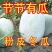一串铃，大胖，粉宝冬瓜