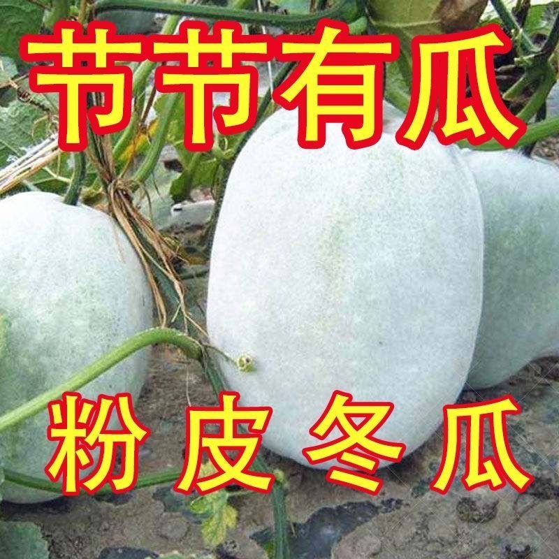 一串铃，大胖，粉宝冬瓜