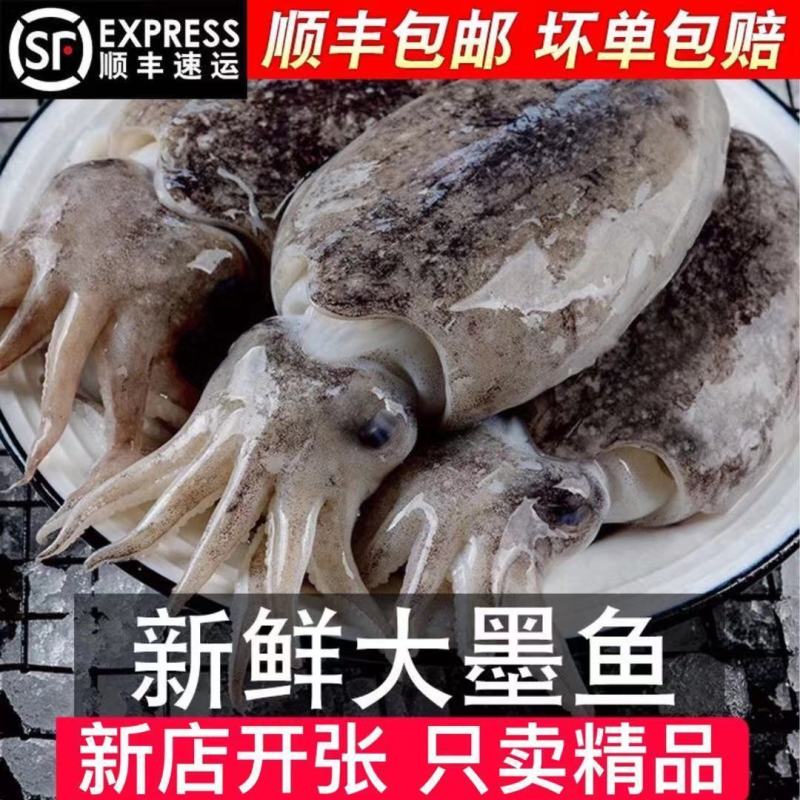 新鲜冷冻大墨鱼海捕墨鱼仔大目鱼墨鱼墨斗鱼乌贼海鲜批发