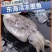 新鲜冷冻大墨鱼海捕墨鱼仔大目鱼墨鱼墨斗鱼乌贼海鲜批发