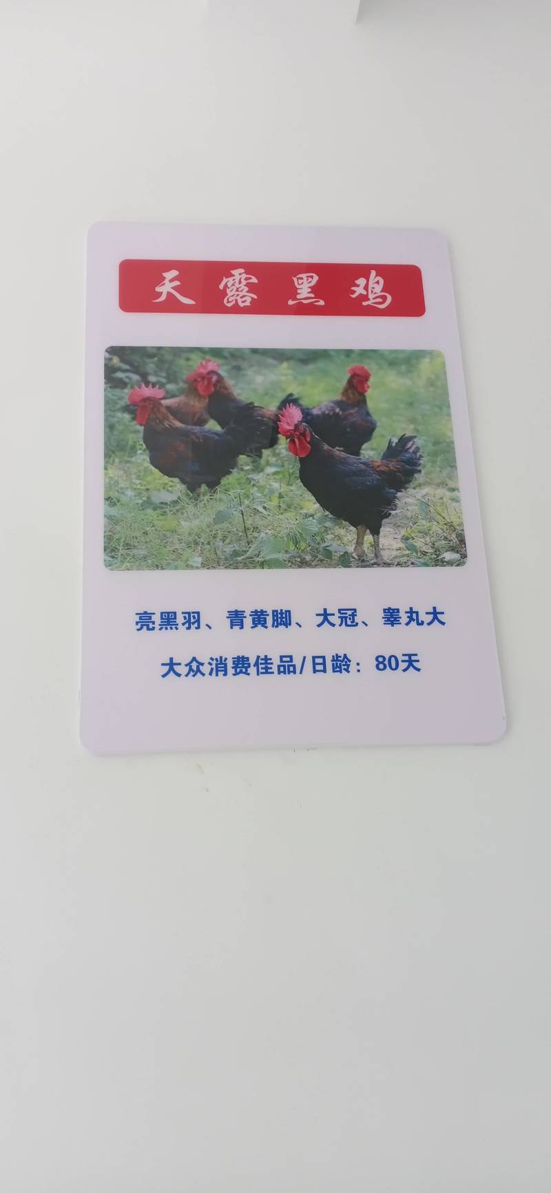 三黄鸡，麻鸡直销处货源充足量大从优质量保证欢迎咨询