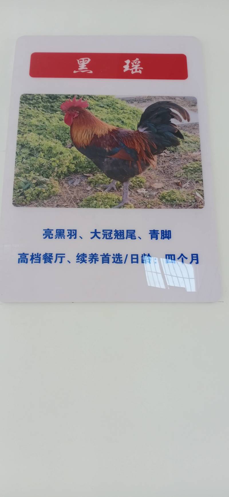 三黄鸡，麻鸡直销处货源充足量大从优质量保证欢迎咨询