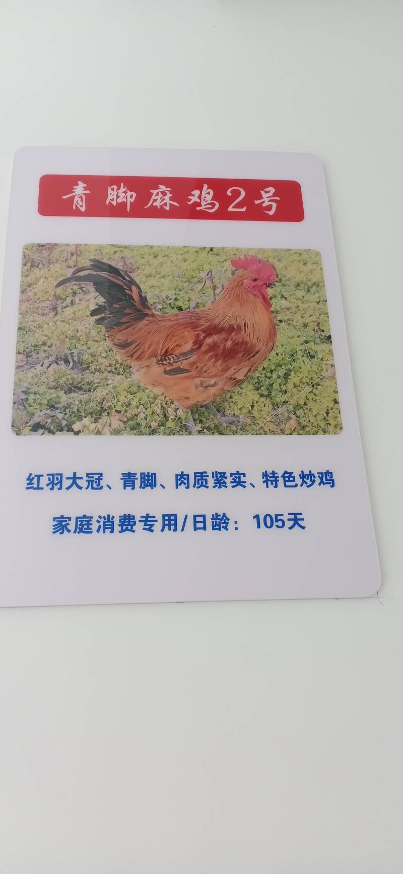 三黄鸡，麻鸡直销处货源充足量大从优质量保证欢迎咨询