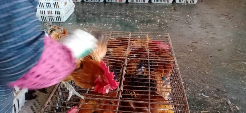 三黄鸡，麻鸡直销处货源充足量大从优质量保证欢迎咨询