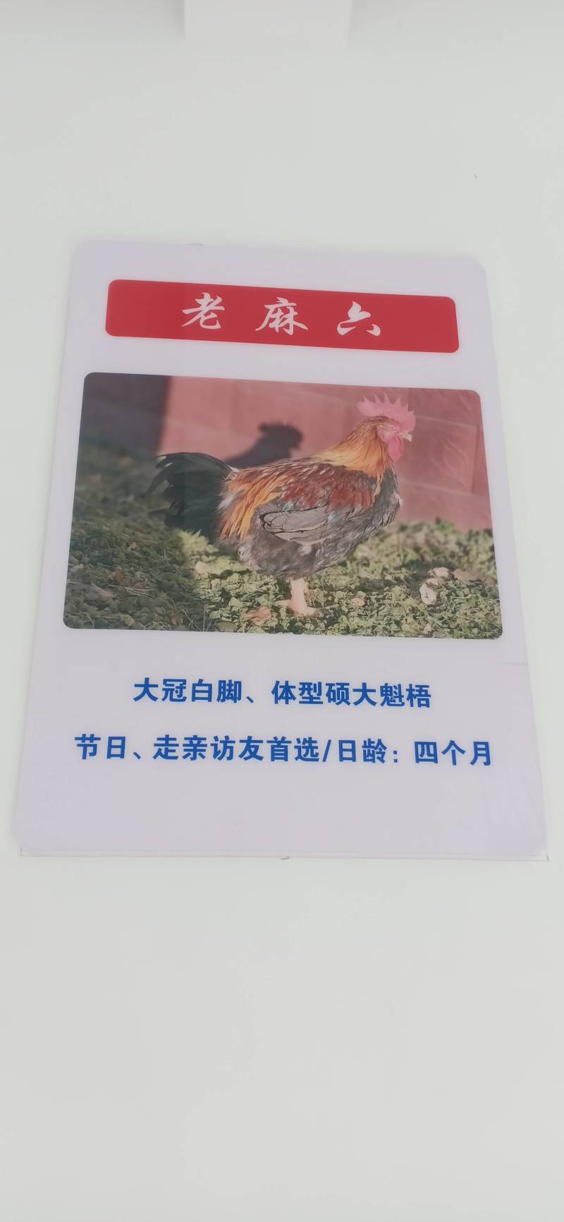 三黄鸡，麻鸡直销处货源充足量大从优质量保证欢迎咨询