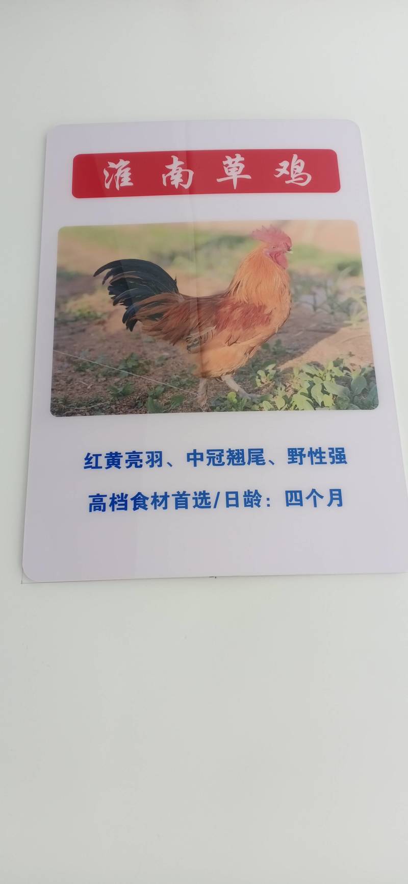 三黄鸡，麻鸡直销处货源充足量大从优质量保证欢迎咨询