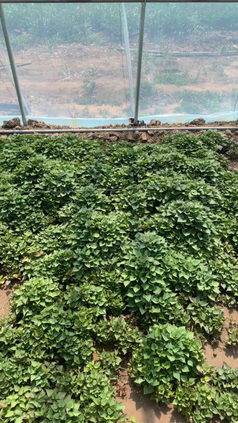 济薯26。板栗薯