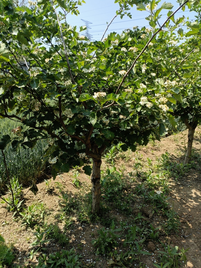 5-8公分山楂树苗杆直帽圆