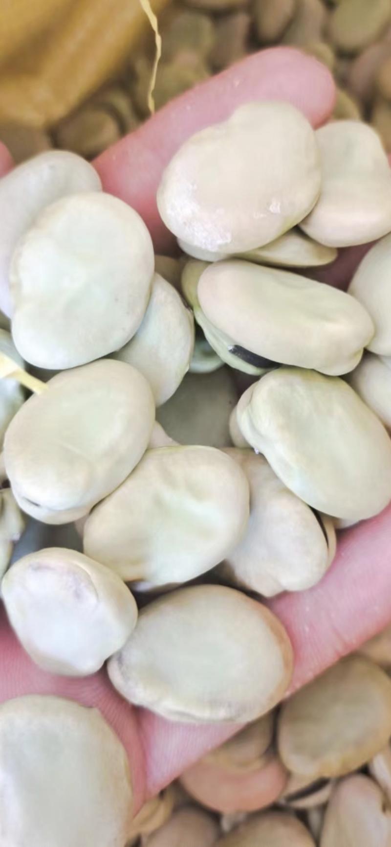 青海蚕豆