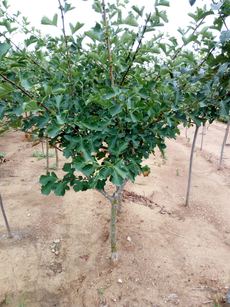 5-8公分山楂树苗杆直帽圆