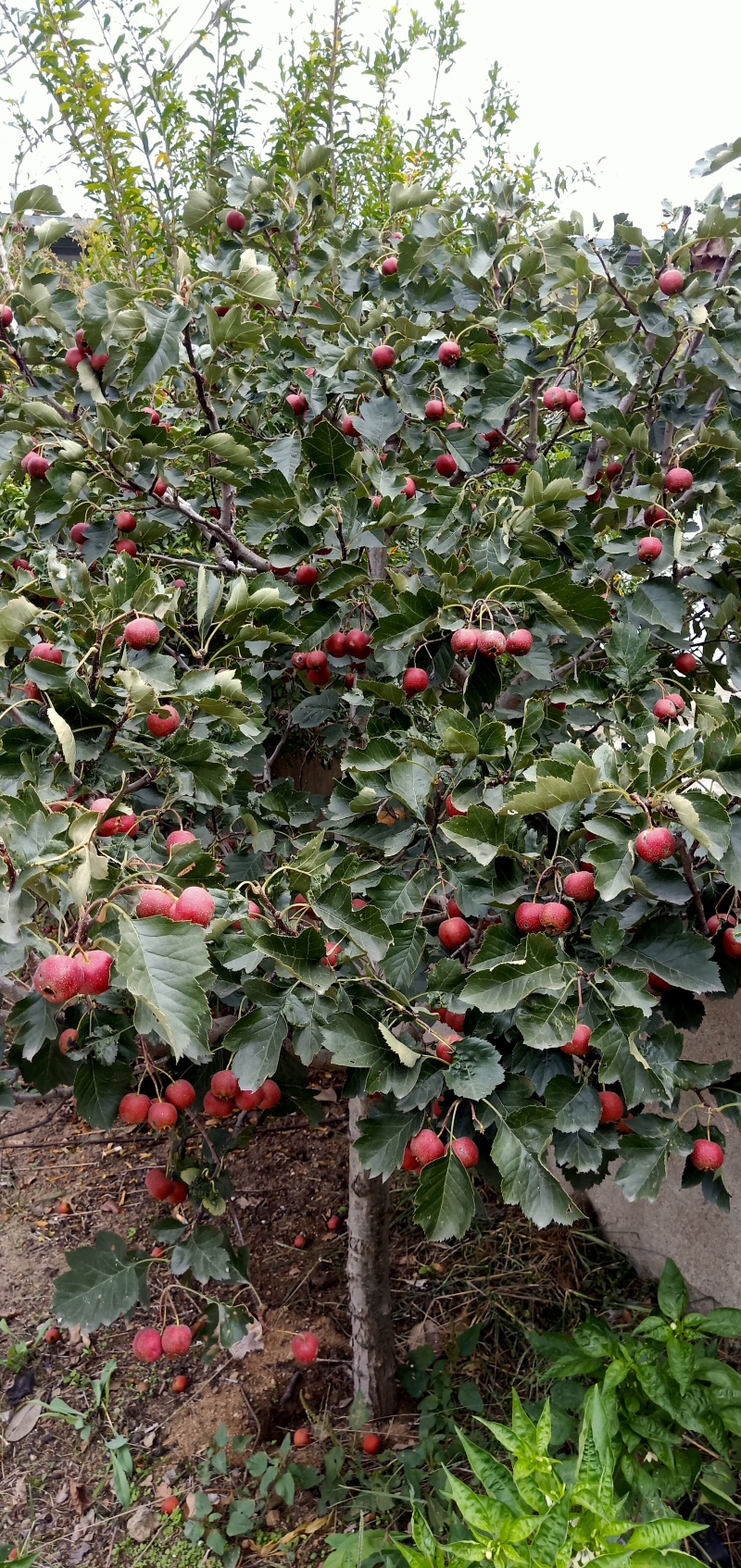 5-8公分山楂树苗杆直帽圆