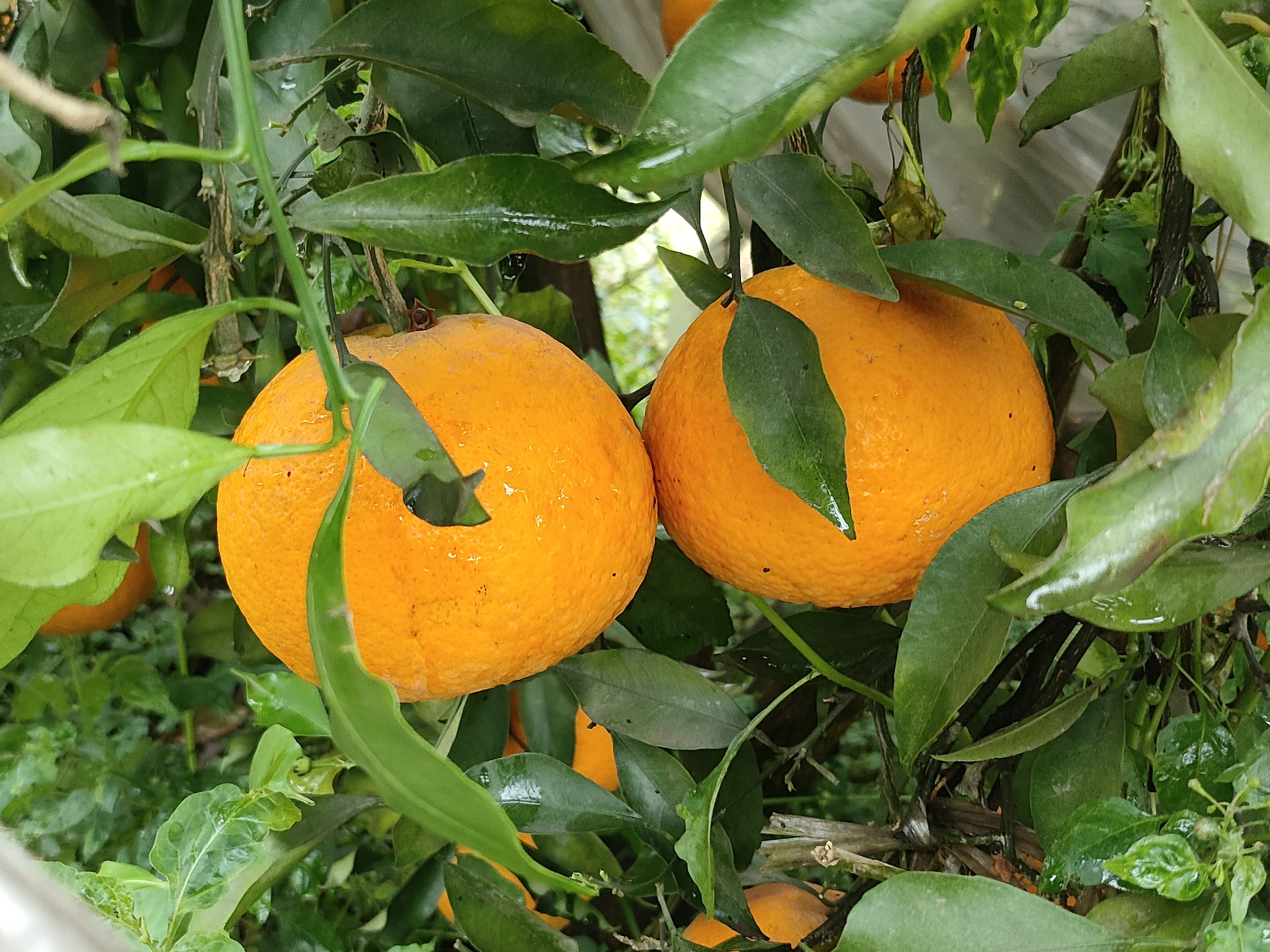 一棵茂盛的青见柑桔树,枝叶繁茂,阳光透过翠绿的柑桔叶洒下光影 青见柑桔树与翠绿的柑桔叶