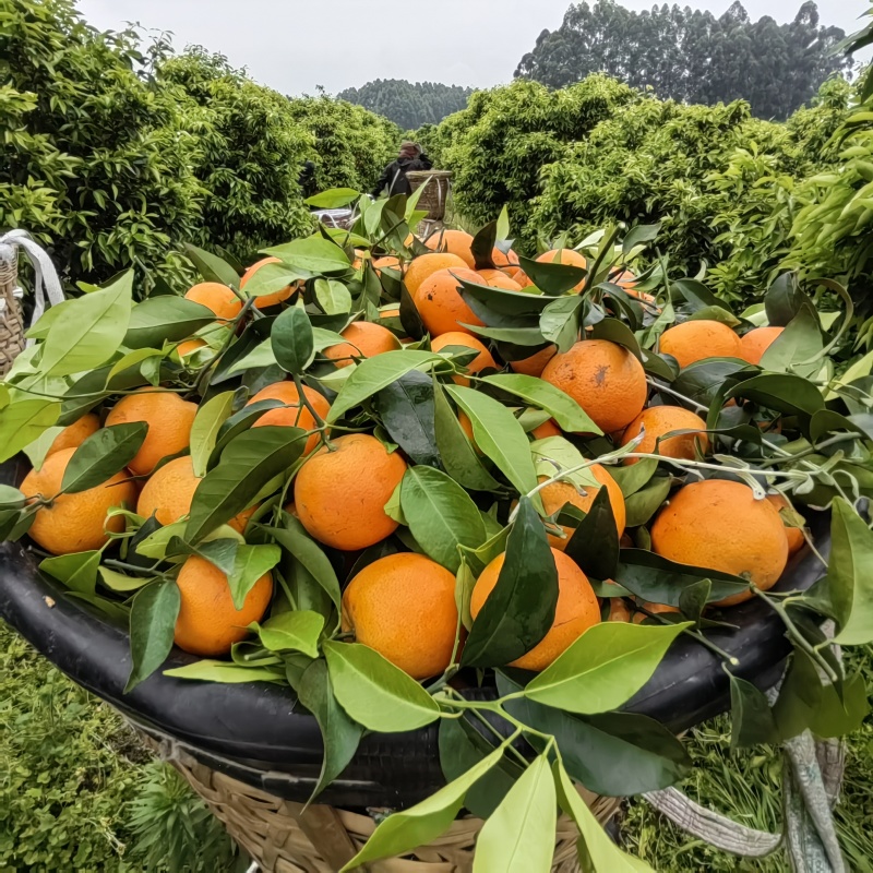 四川眉山沃柑大量上市，接待各类市场货，商超，托板车，颜色